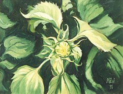 Zonnebloemknop, 1999 - olieverf op paneel - 23 x 30 cm